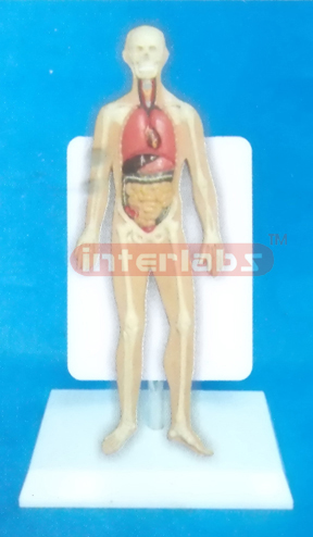 DESK TYPE 35CM TALL HUMAN SKELETON & INNER ORGANS MODEL WITH DESCRIPTION PLATE